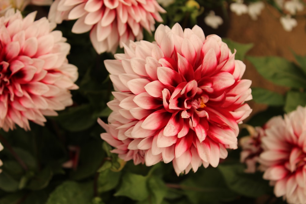 pink and white flower in macro shot