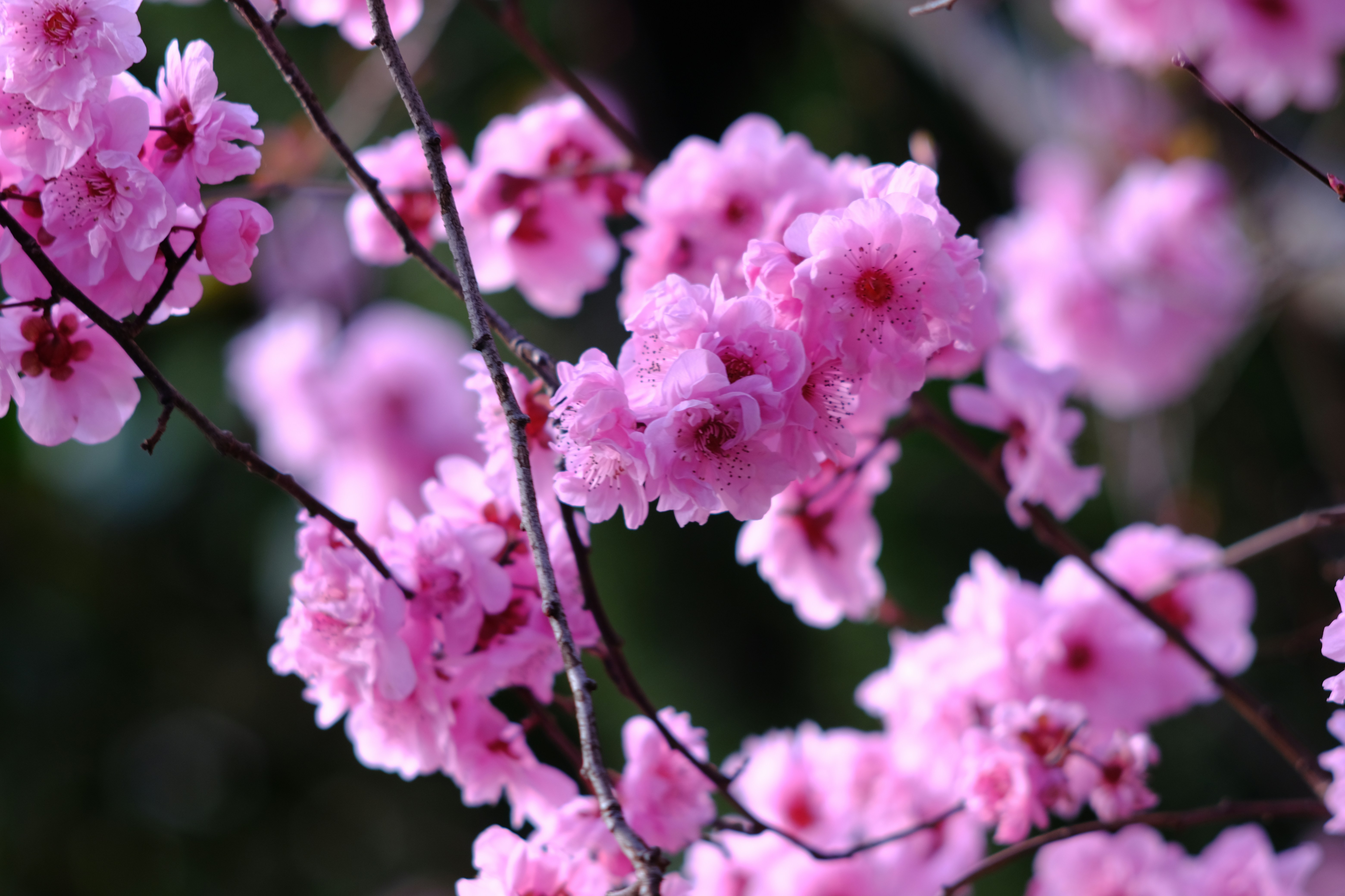 pink cherry blossom in close up photography