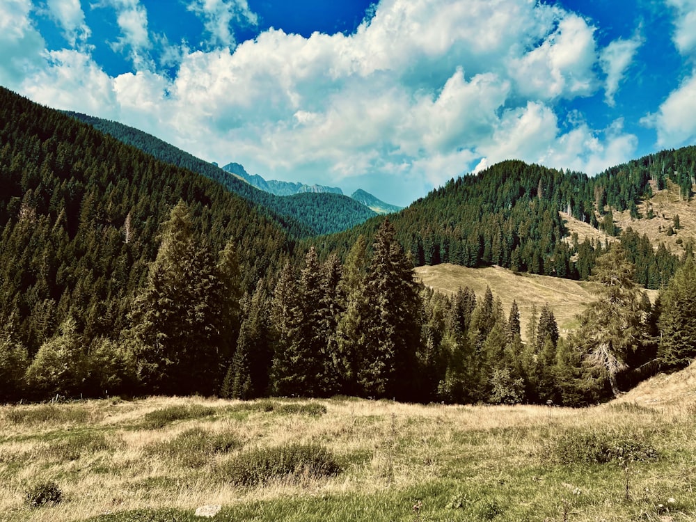 green pine trees on green grass field under blue sky and white clouds during daytime