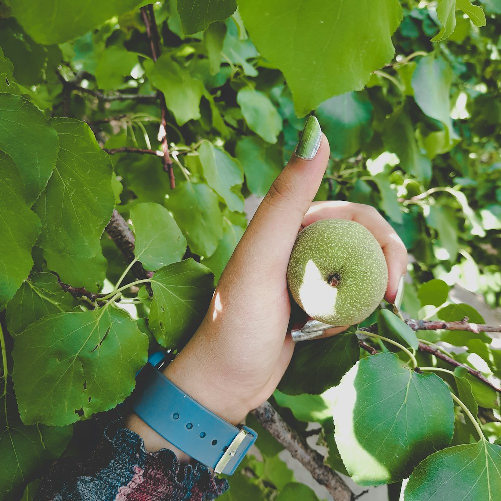 person holding green fruit during daytime