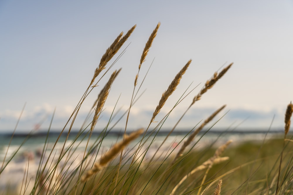 a grassy area with a beach in the background