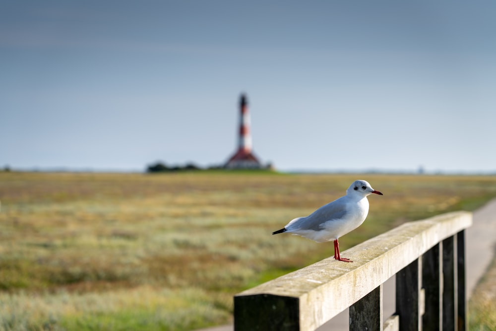 white and black bird on brown wooden fence during daytime