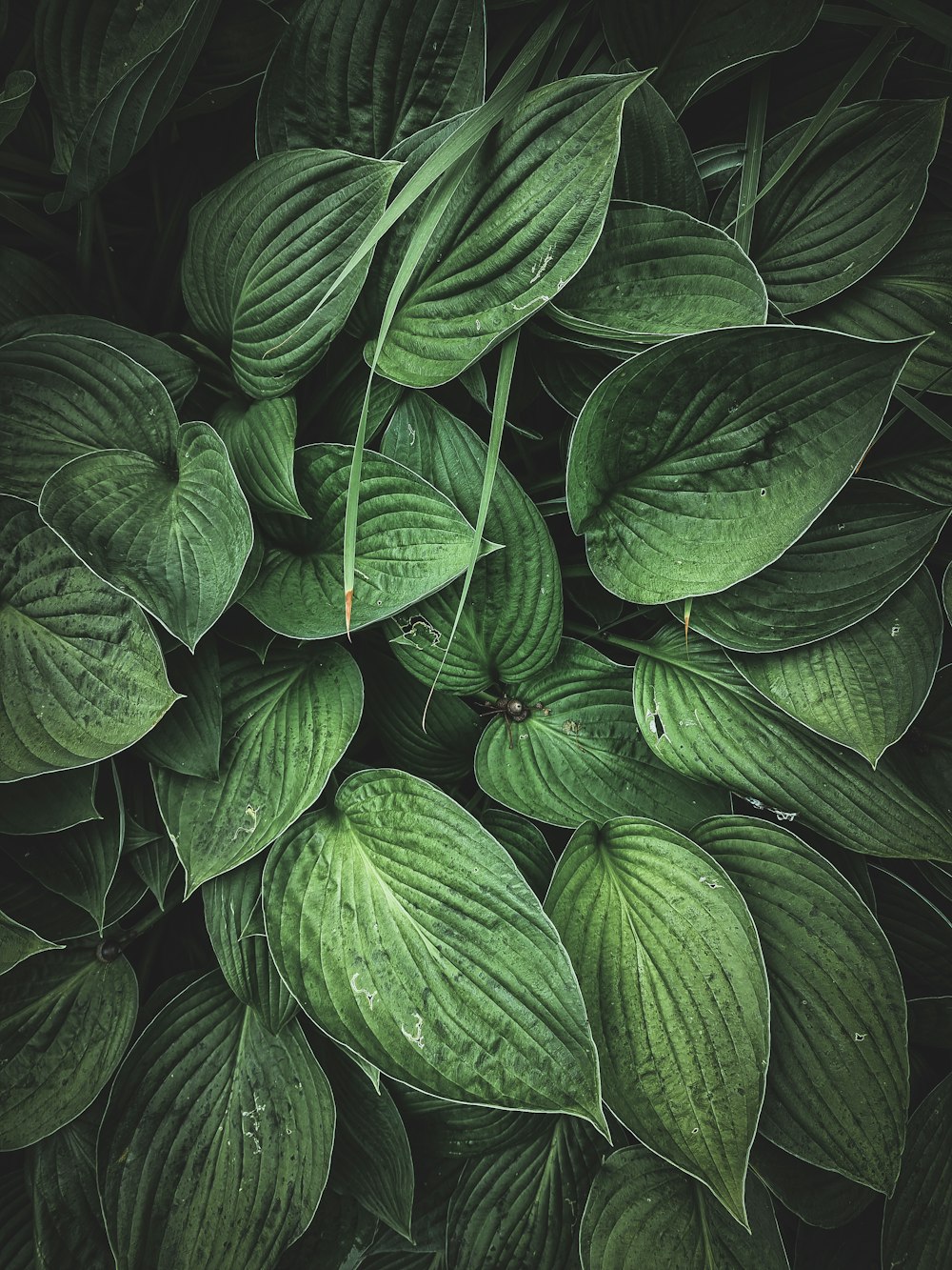 green leaves with water droplets