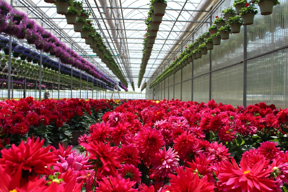 red flowers inside a greenhouse