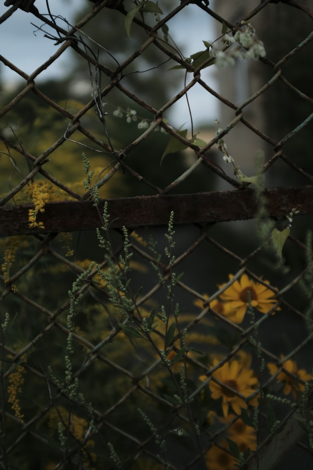 brown metal fence with yellow flowers
