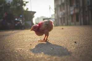 Cluck Muck saving the day in a 50's cityscape.