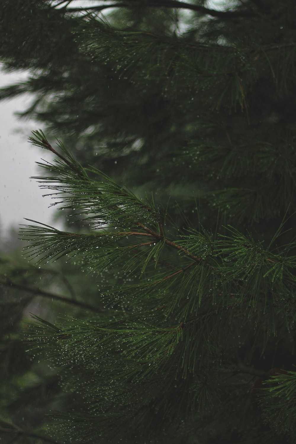 green pine tree in close up photography