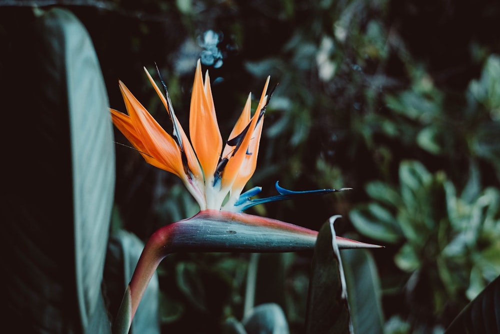 orange and white birds of paradise in bloom during daytime