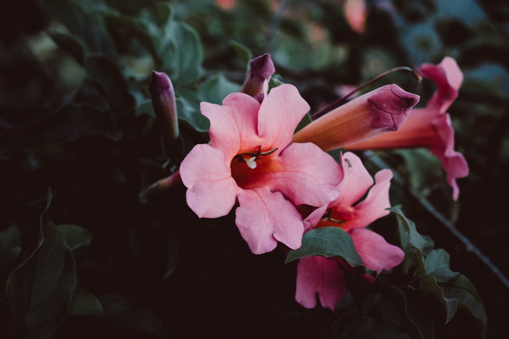 pink flower in tilt shift lens