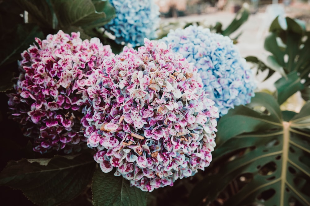 purple flowers with green leaves