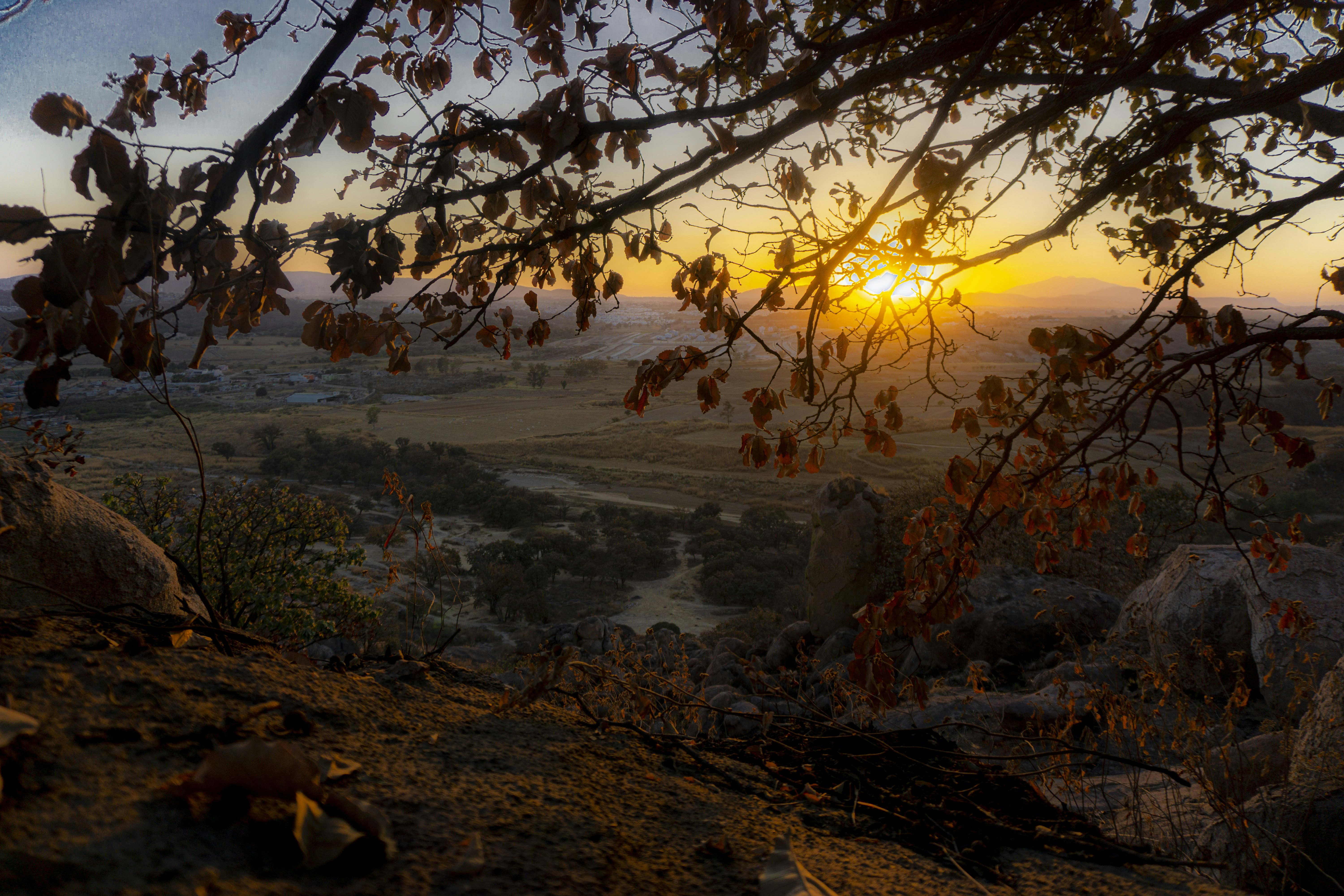 Bosque Del Nixticuil Photos Télécharger des images gratuites sur Unsplash