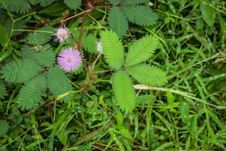 Close-up of a mimosa pudica leaf folding when touched, showing its unique movement
