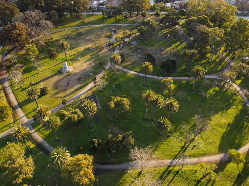 aerial view of green trees and road during daytime