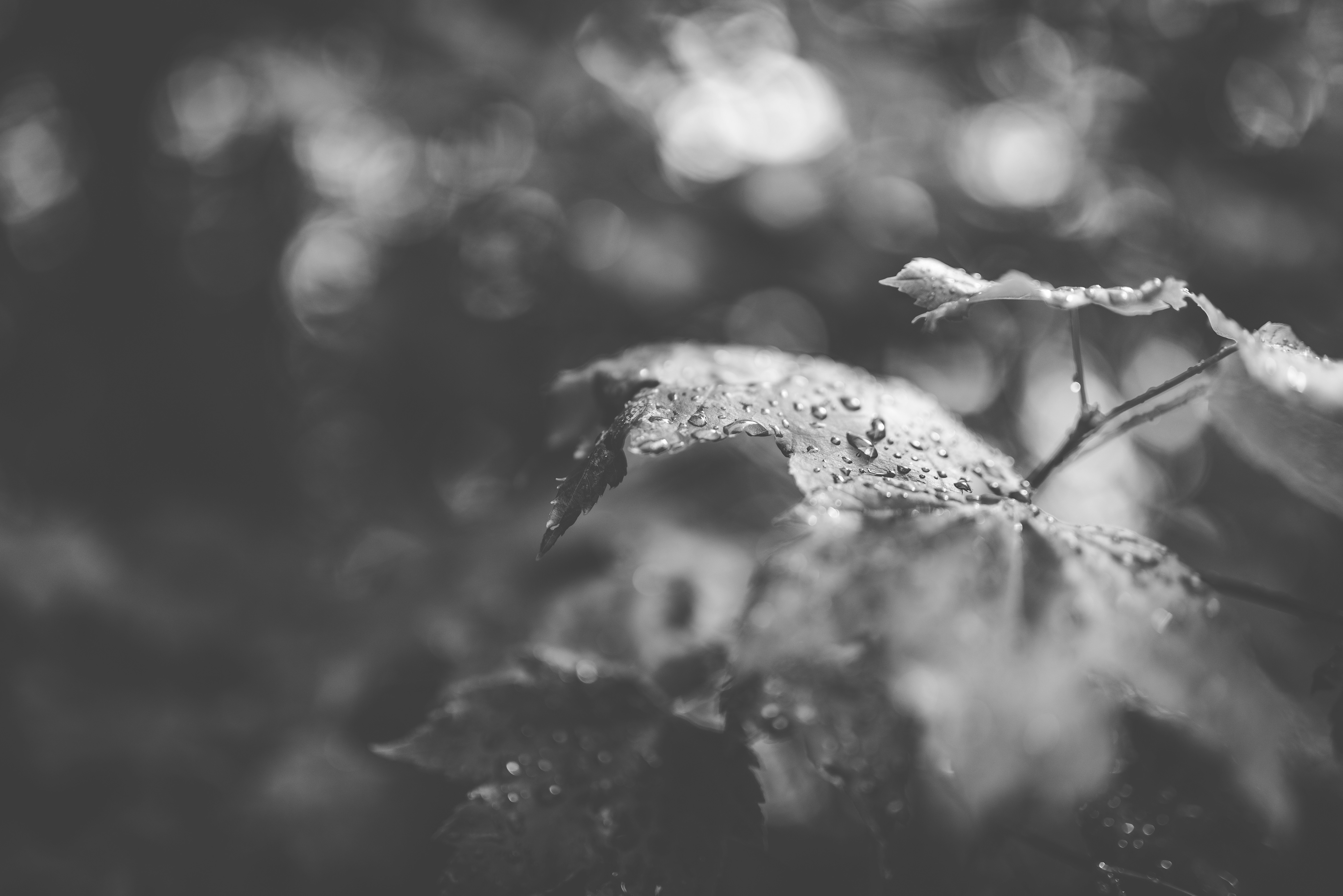 Photo by porkbellysteve