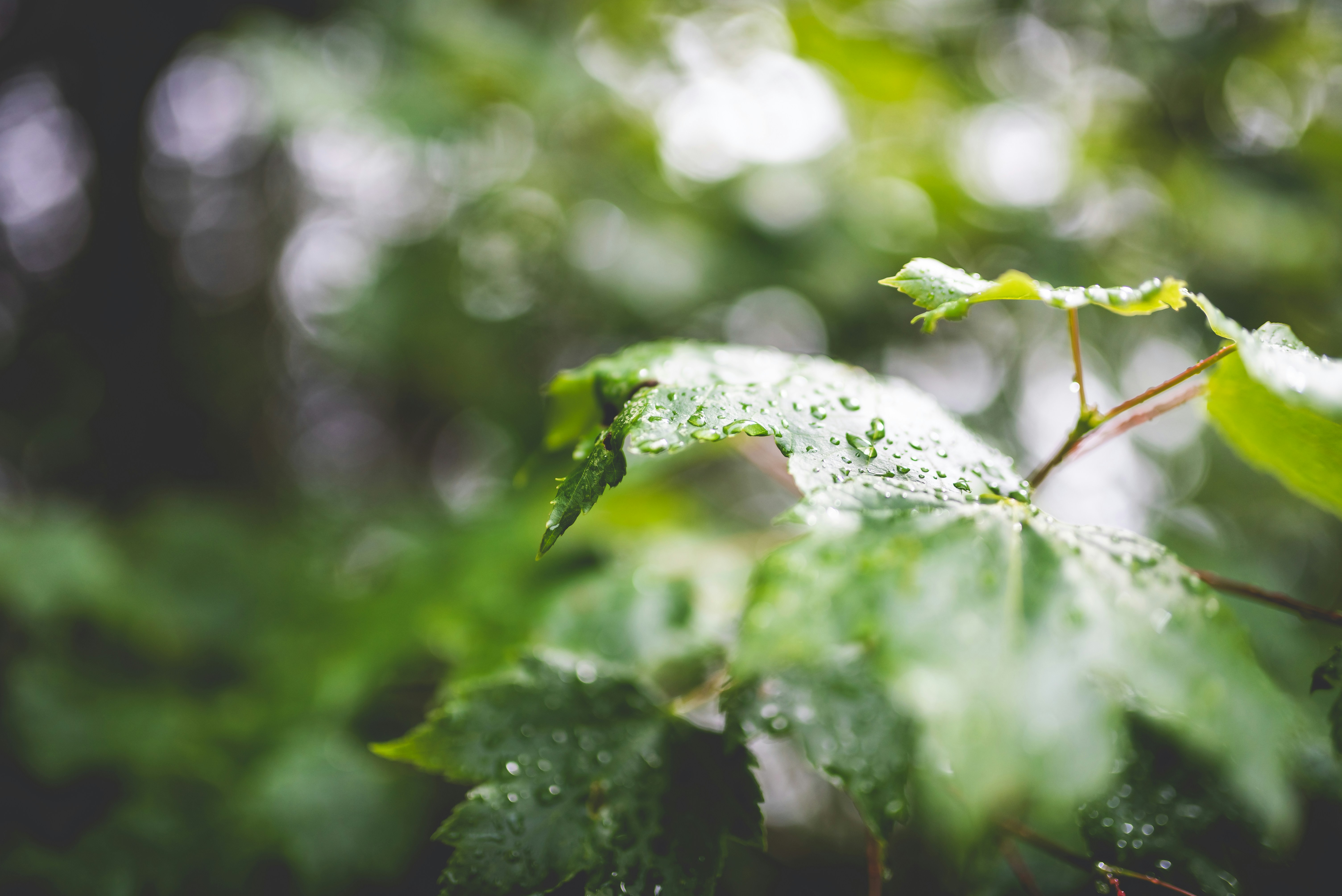 Photo by porkbellysteve