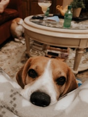 A beagle is resting its head on a soft surface, looking directly at the viewer with gentle eyes. In the background, a round coffee table is visible, holding a green soda bottle, a cocktail, and some small decorative items. Another dog is partially visible, lying down near a couch.