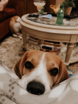 A beagle is resting its head on a soft surface, looking directly at the viewer with gentle eyes. In the background, a round coffee table is visible, holding a green soda bottle, a cocktail, and some small decorative items. Another dog is partially visible, lying down near a couch.