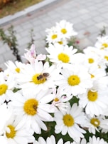 A bee is perched on a cluster of white daisies with yellow centers, situated on a paved background with a hint of greenery.