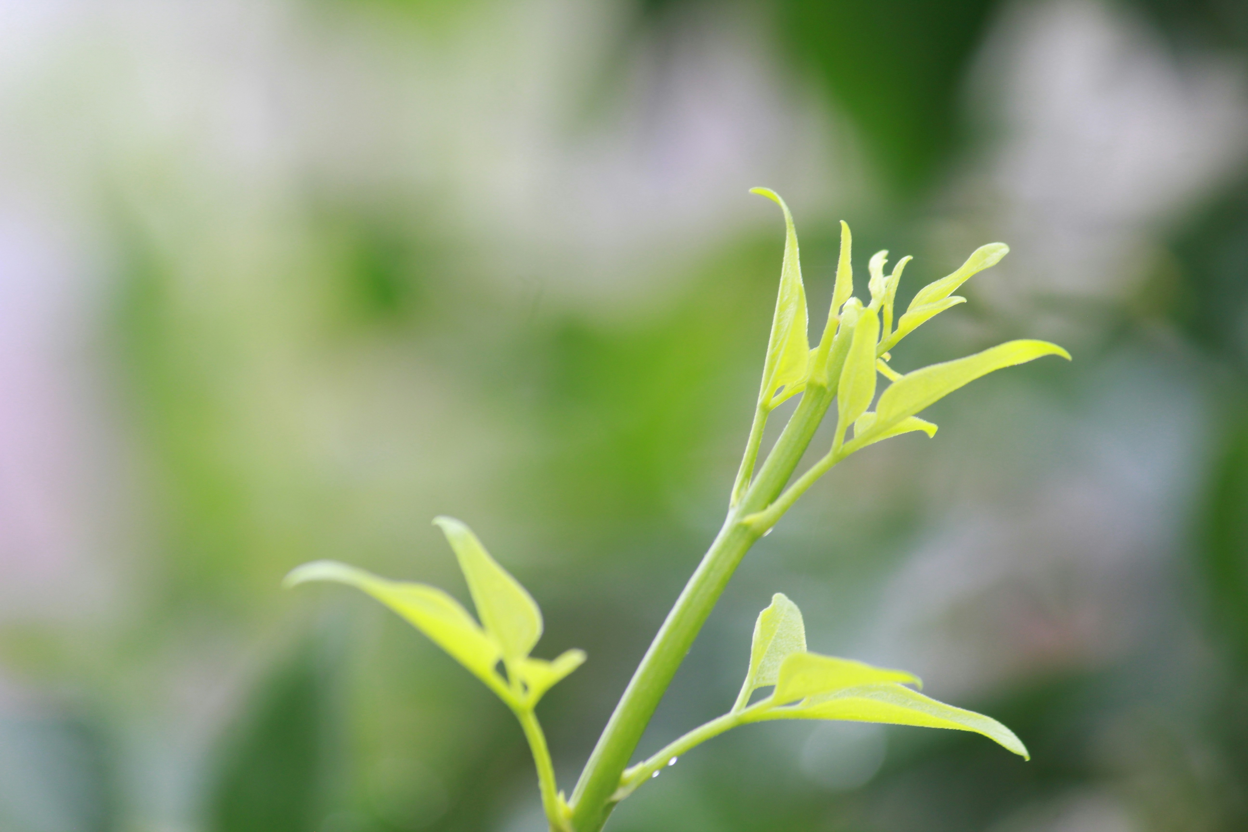 Photo by srini2srinivas