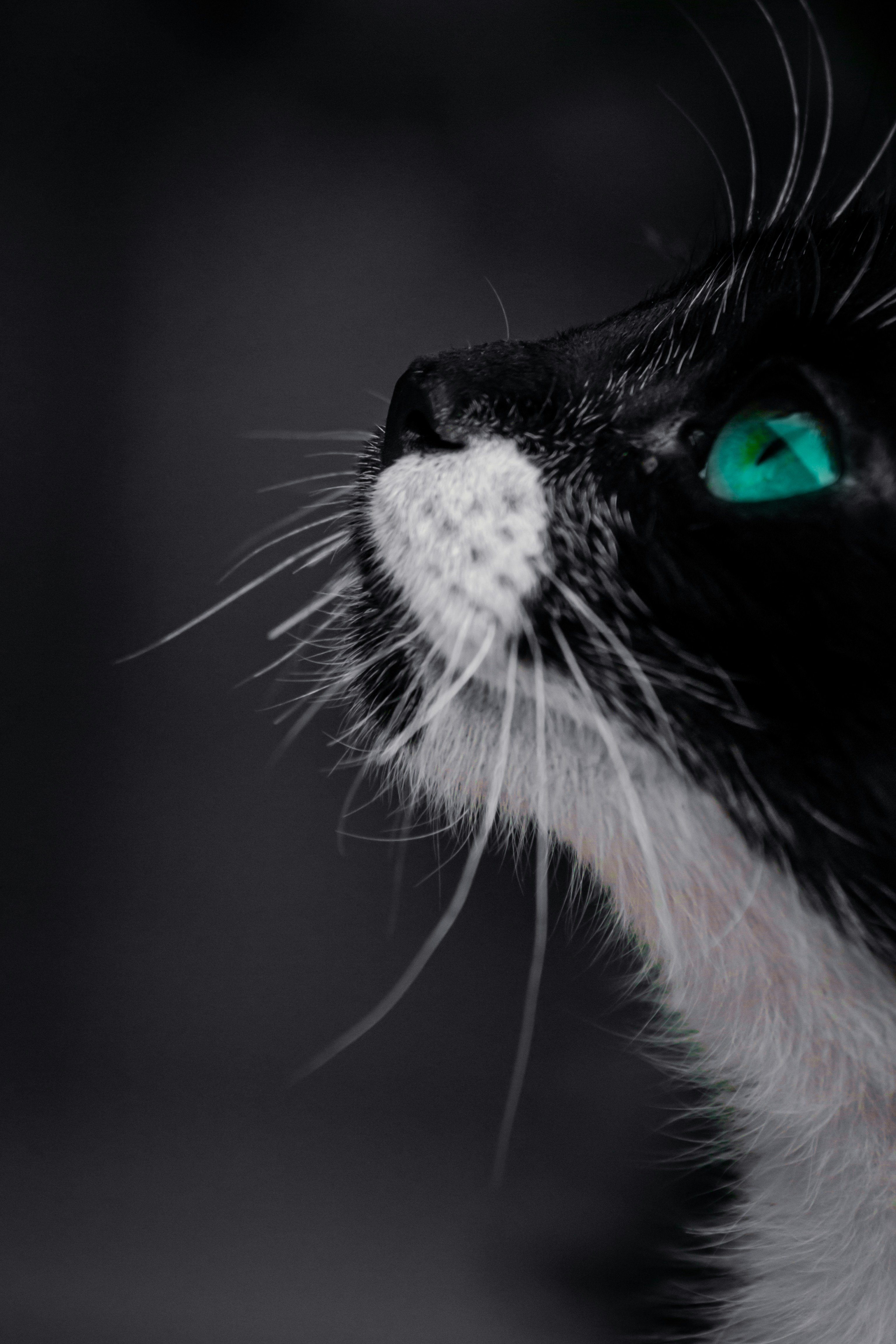 Foto zum Thema Weiße und schwarze Katze mit roten Augen Kostenloses Bild zu Bouira auf Unsplash