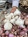 A hand holding several bulbs of garlic above a pile of red onions, with ginger in the background and a scale to the side.