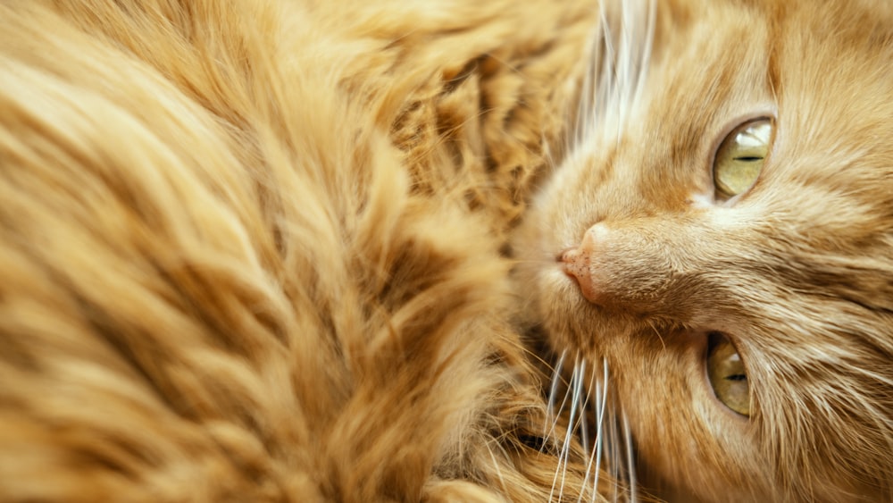 brown tabby cat lying on brown textile