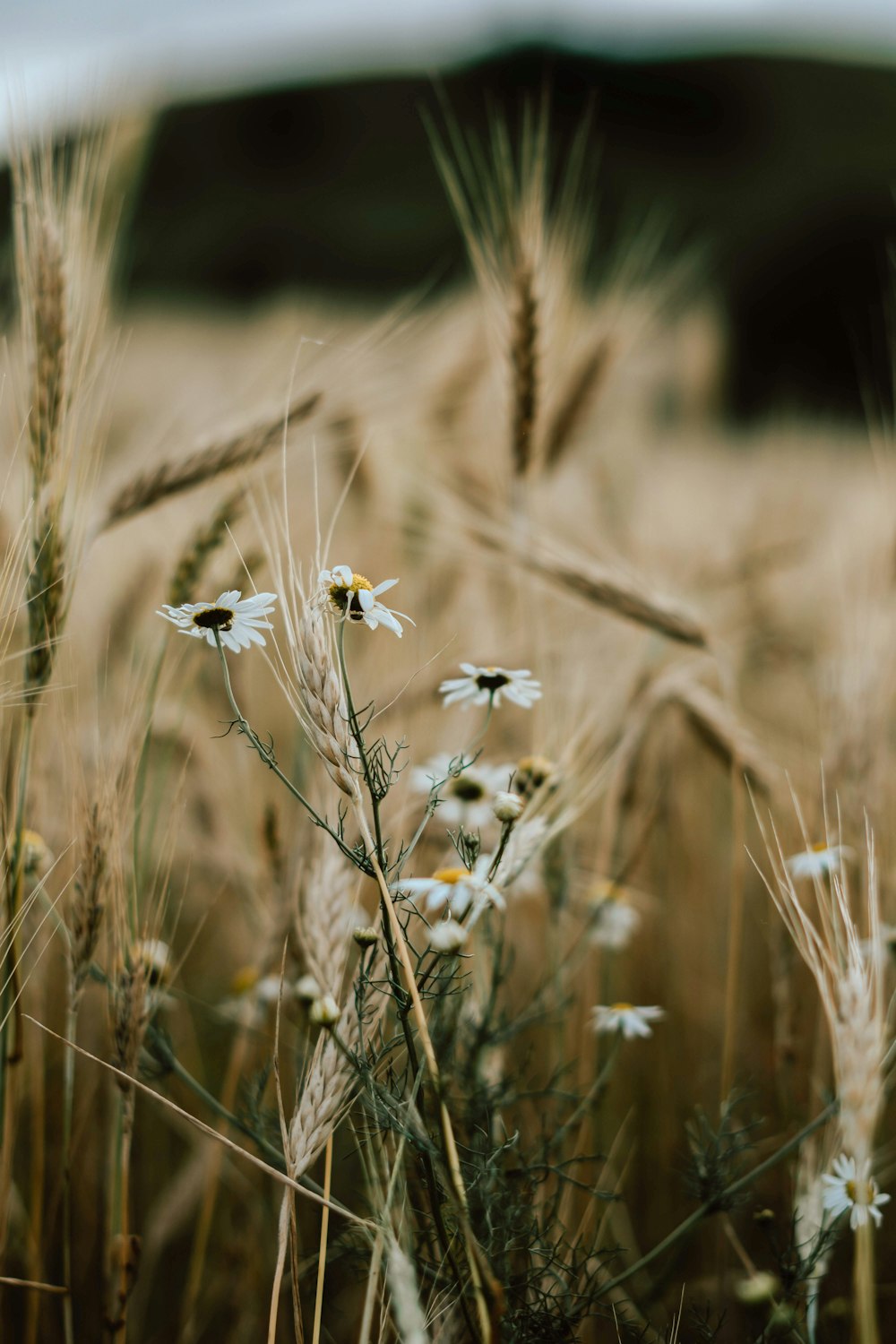 white flower in tilt shift lens