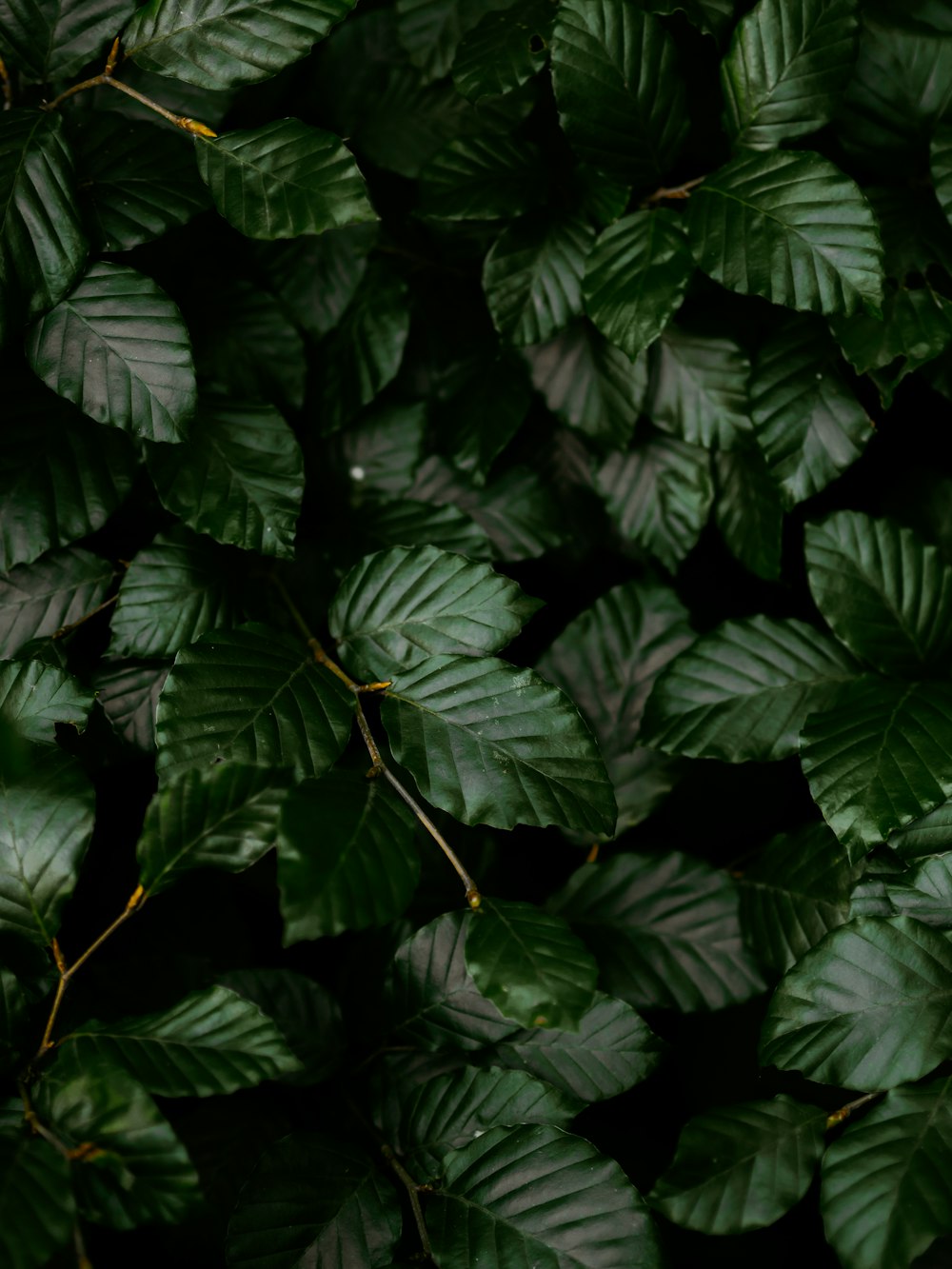 green leaves in close up photography