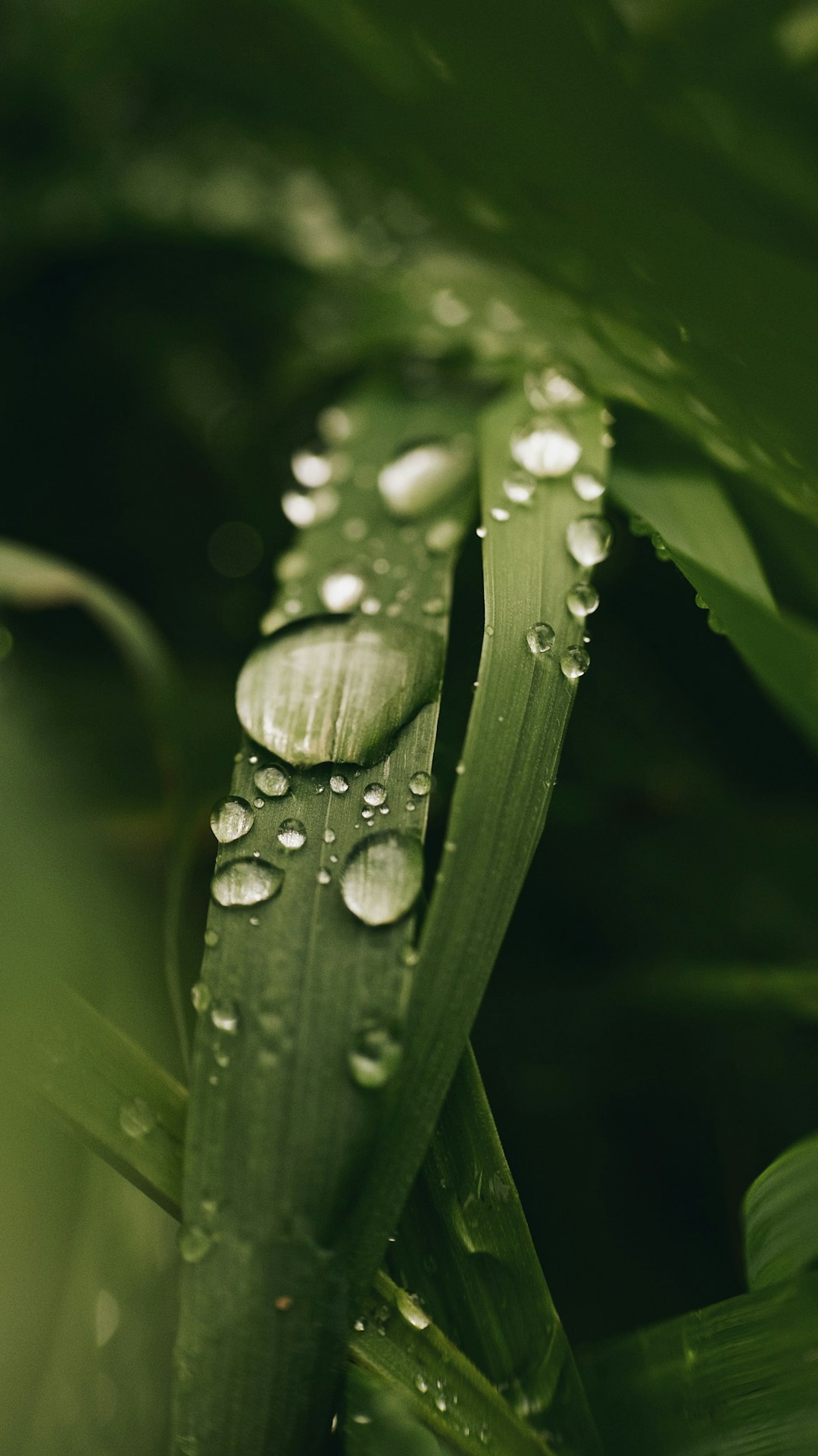 water droplets on green plant