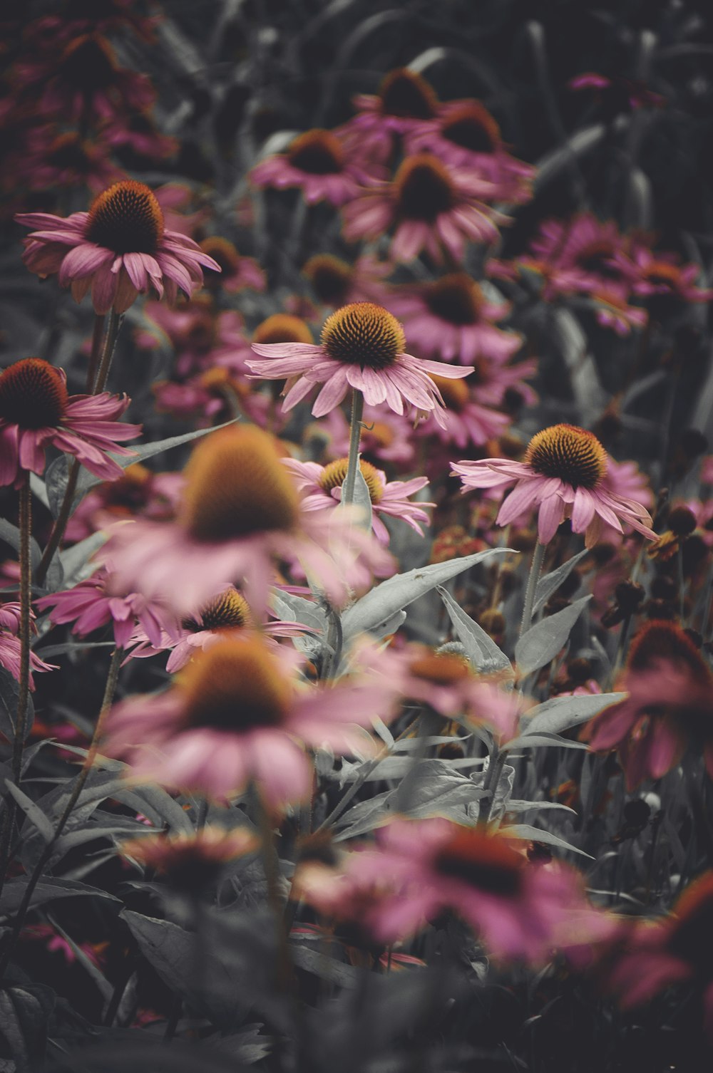 red and yellow flowers in tilt shift lens