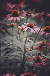A cluster of pink echinacea flowers with dark centers grows amidst a backdrop of muted green leaves. The scene is serene and has a soft focus, accentuating the delicate petals and the natural setting. The flowers are standing tall, basking in ambient light, creating a tranquil and almost melancholic atmosphere.