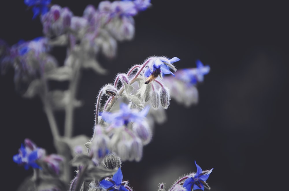 purple and yellow flower in tilt shift lens