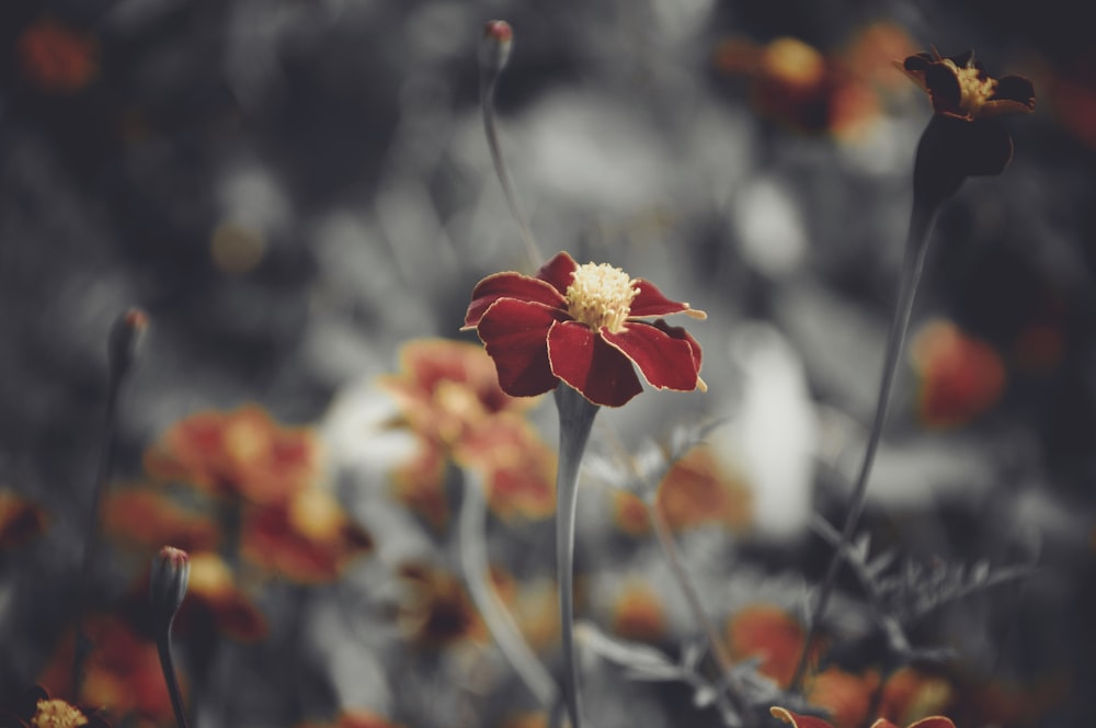 red and yellow flower in tilt shift lens