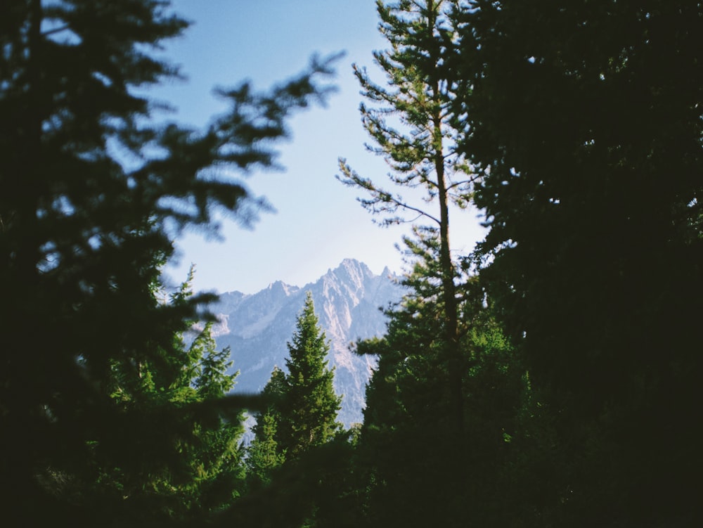 green trees near snow covered mountain during daytime