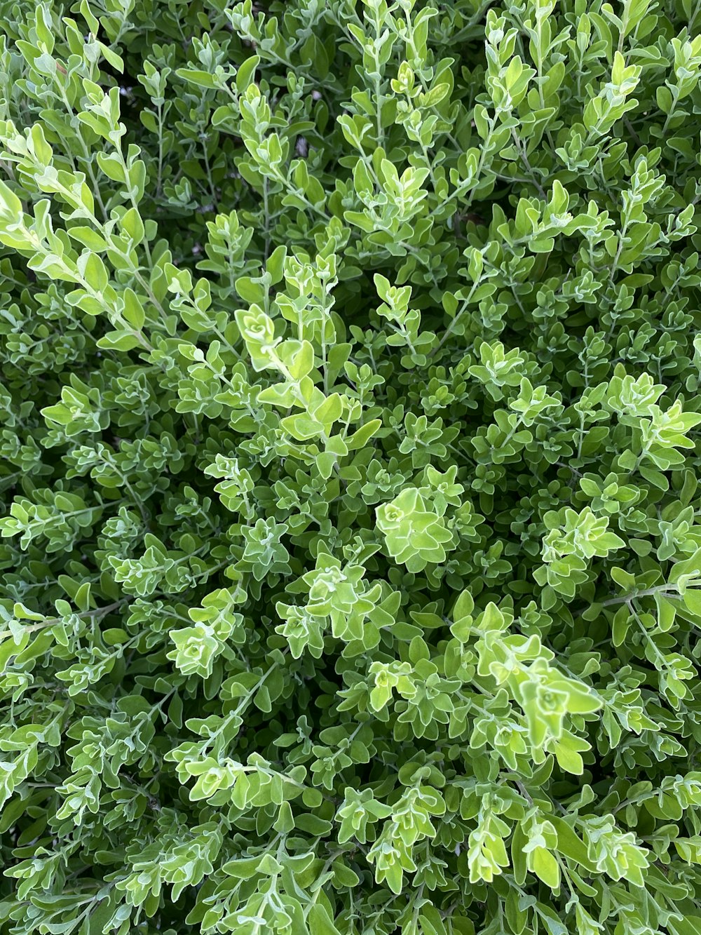 green leaves plant during daytime