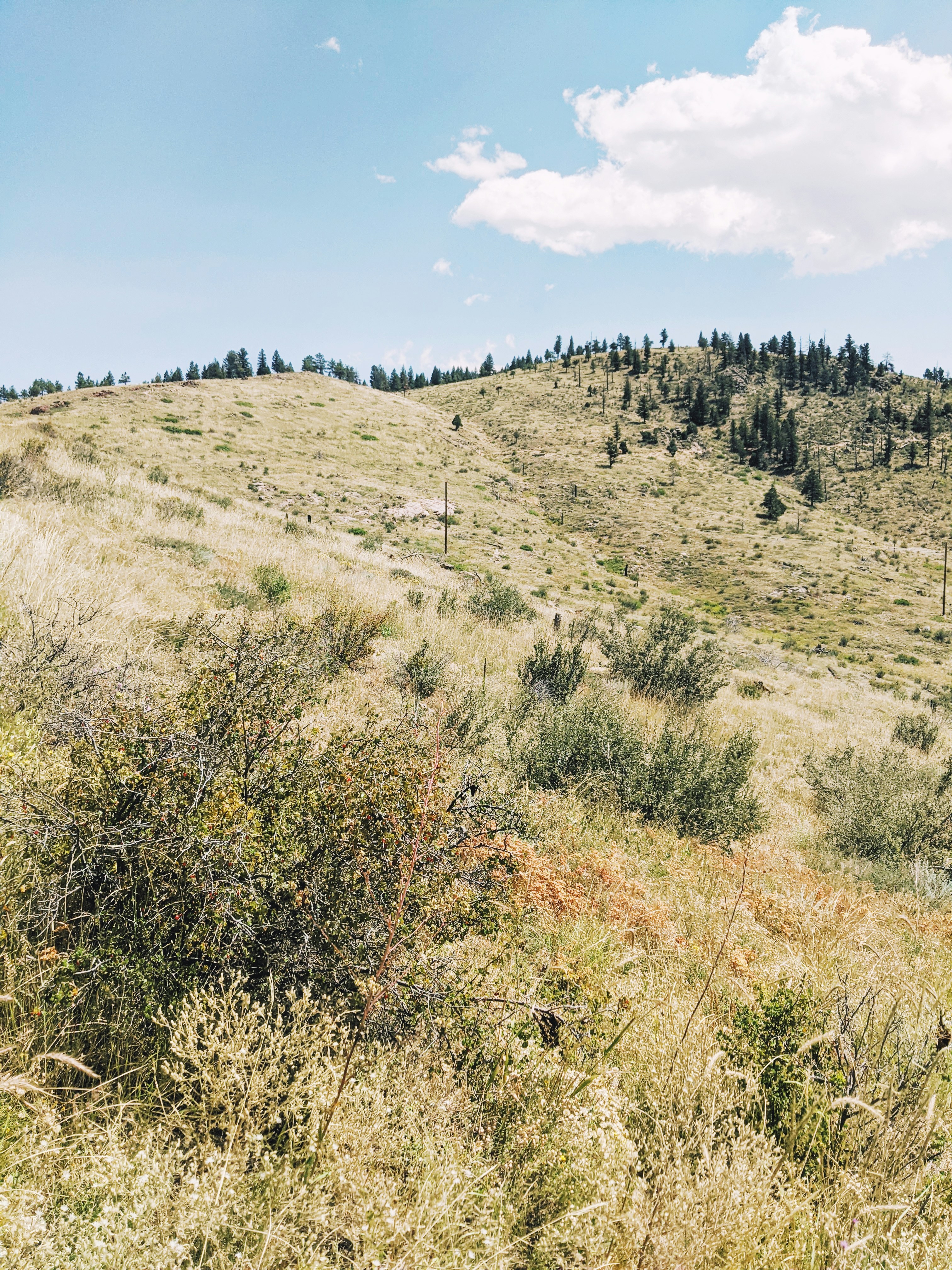 green grass field under blue sky during daytime