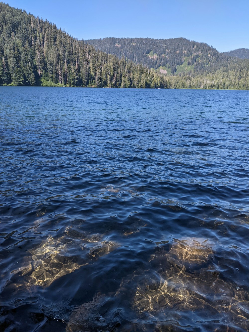 green trees beside body of water during daytime