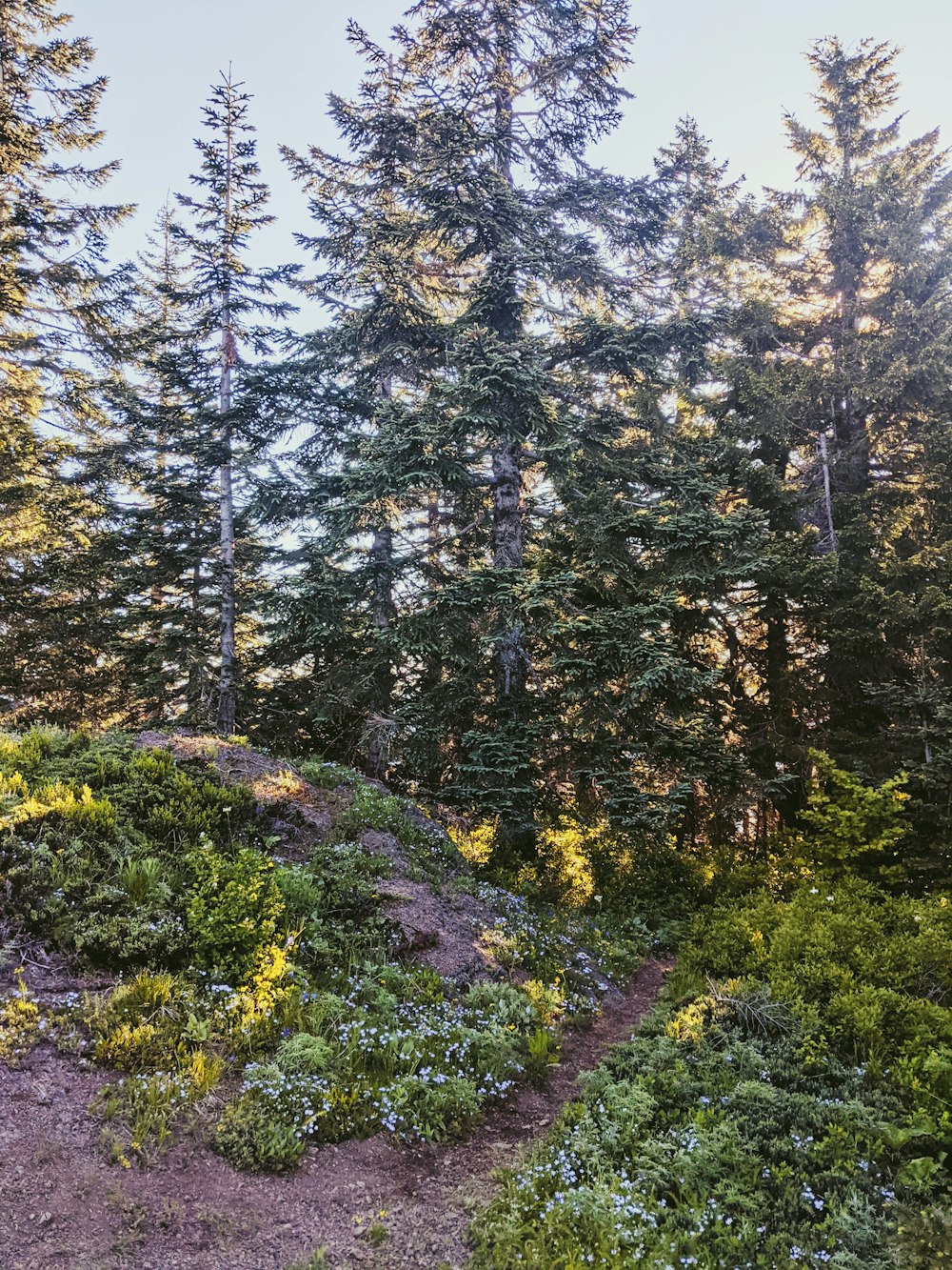 green and brown trees during daytime