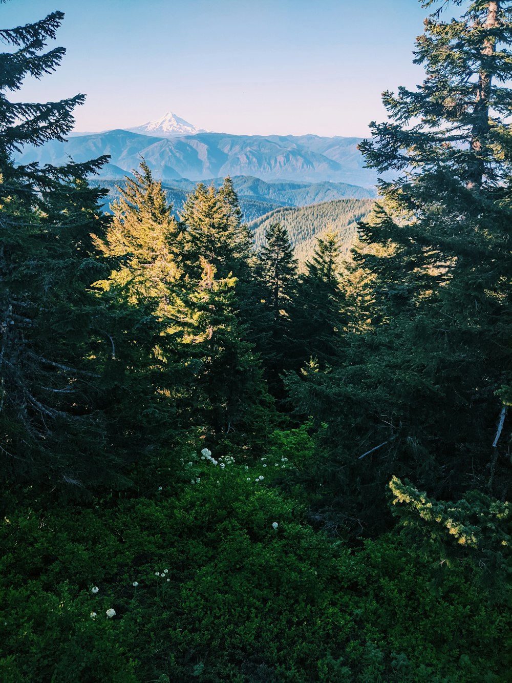 green trees near snow covered mountain during daytime