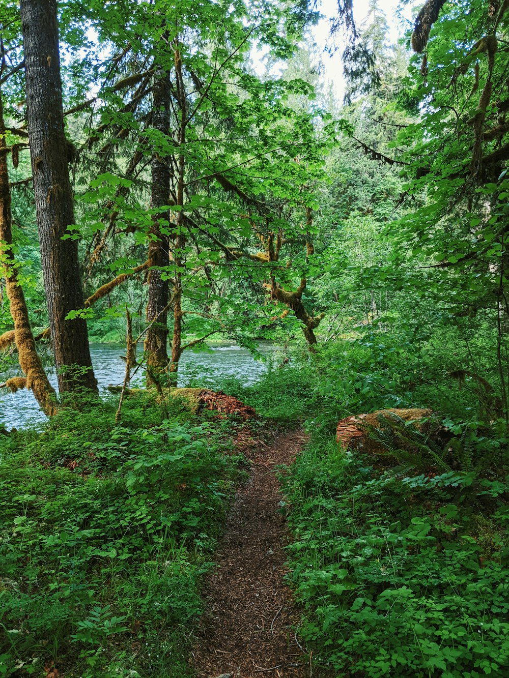 green trees near river during daytime