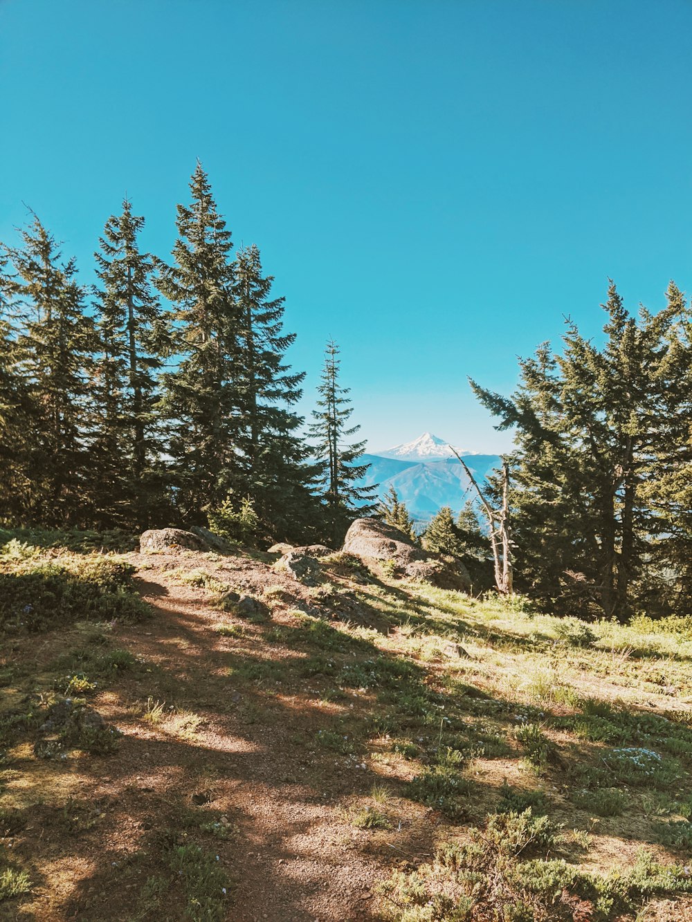 green pine trees on brown grass field under blue sky during daytime