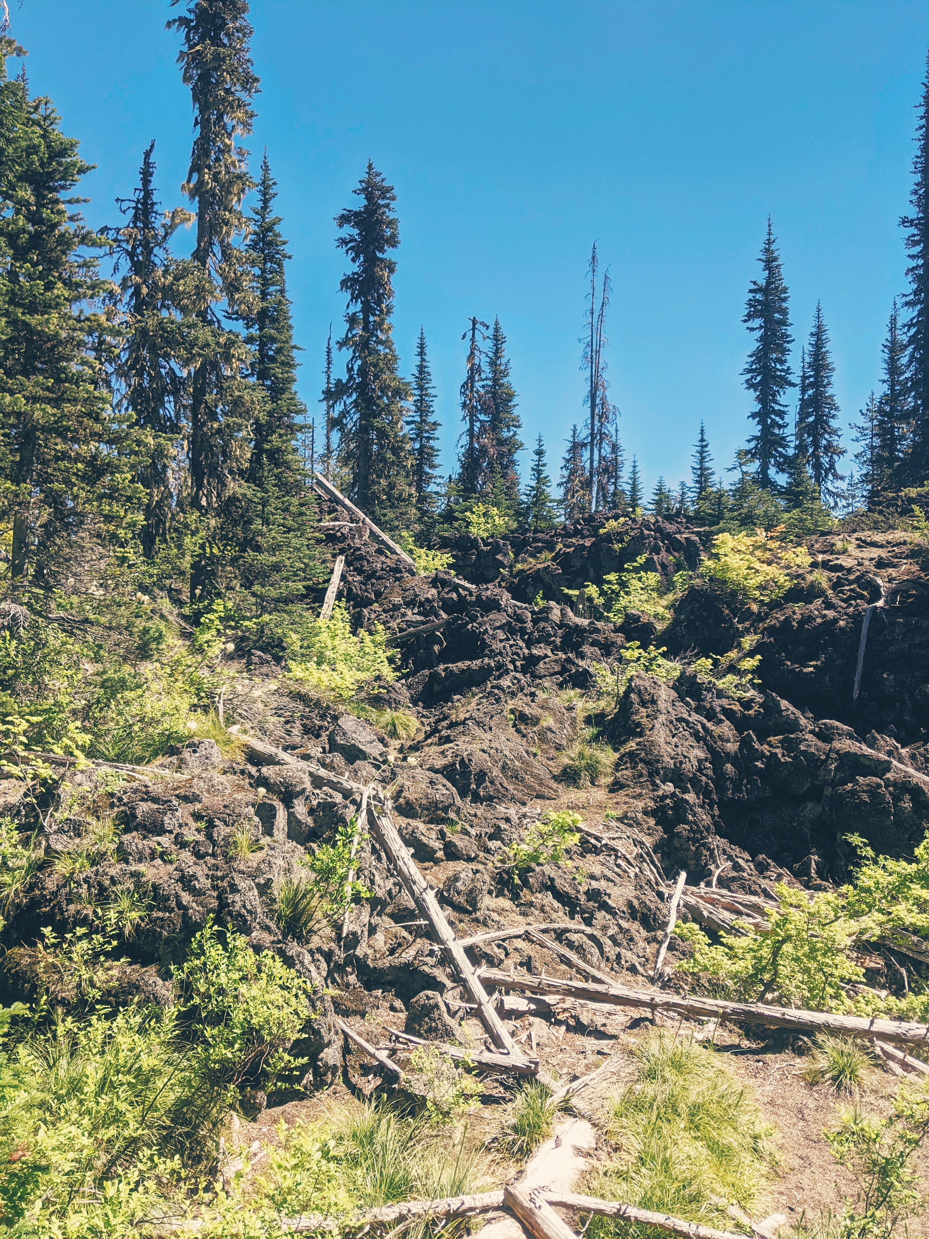 green trees on brown soil under blue sky during daytime