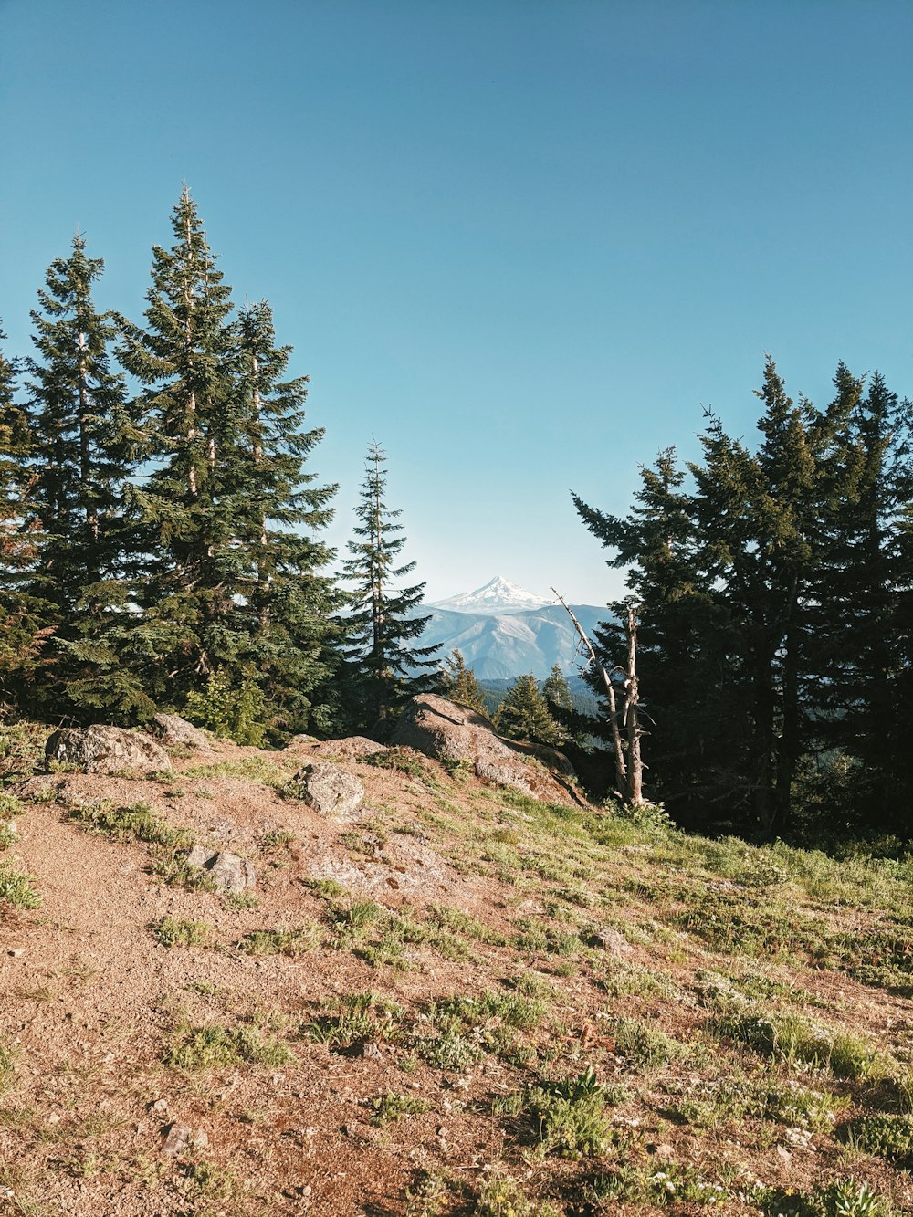 green pine trees on brown grass field during daytime