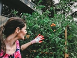 A person is tending to a lush, green tomato plant that has several ripe red tomatoes. The individual is wearing gardening gloves and a vibrant floral shirt, while standing outside near a building.