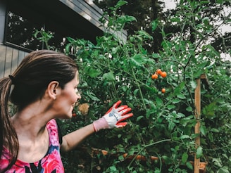 A person is tending to a lush, green tomato plant that has several ripe red tomatoes. The individual is wearing gardening gloves and a vibrant floral shirt, while standing outside near a building.