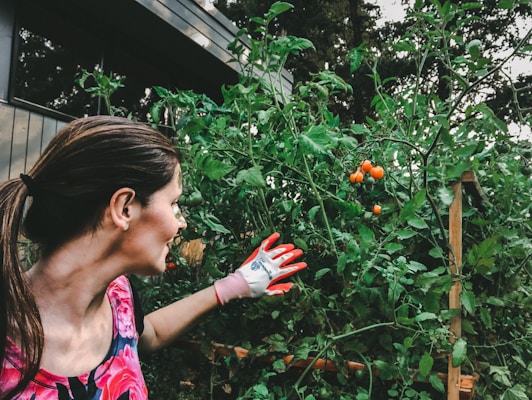 A person is tending to a lush, green tomato plant that has several ripe red tomatoes. The individual is wearing gardening gloves and a vibrant floral shirt, while standing outside near a building.