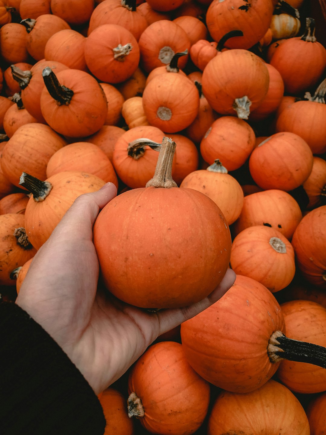 orange pumpkin on black textile