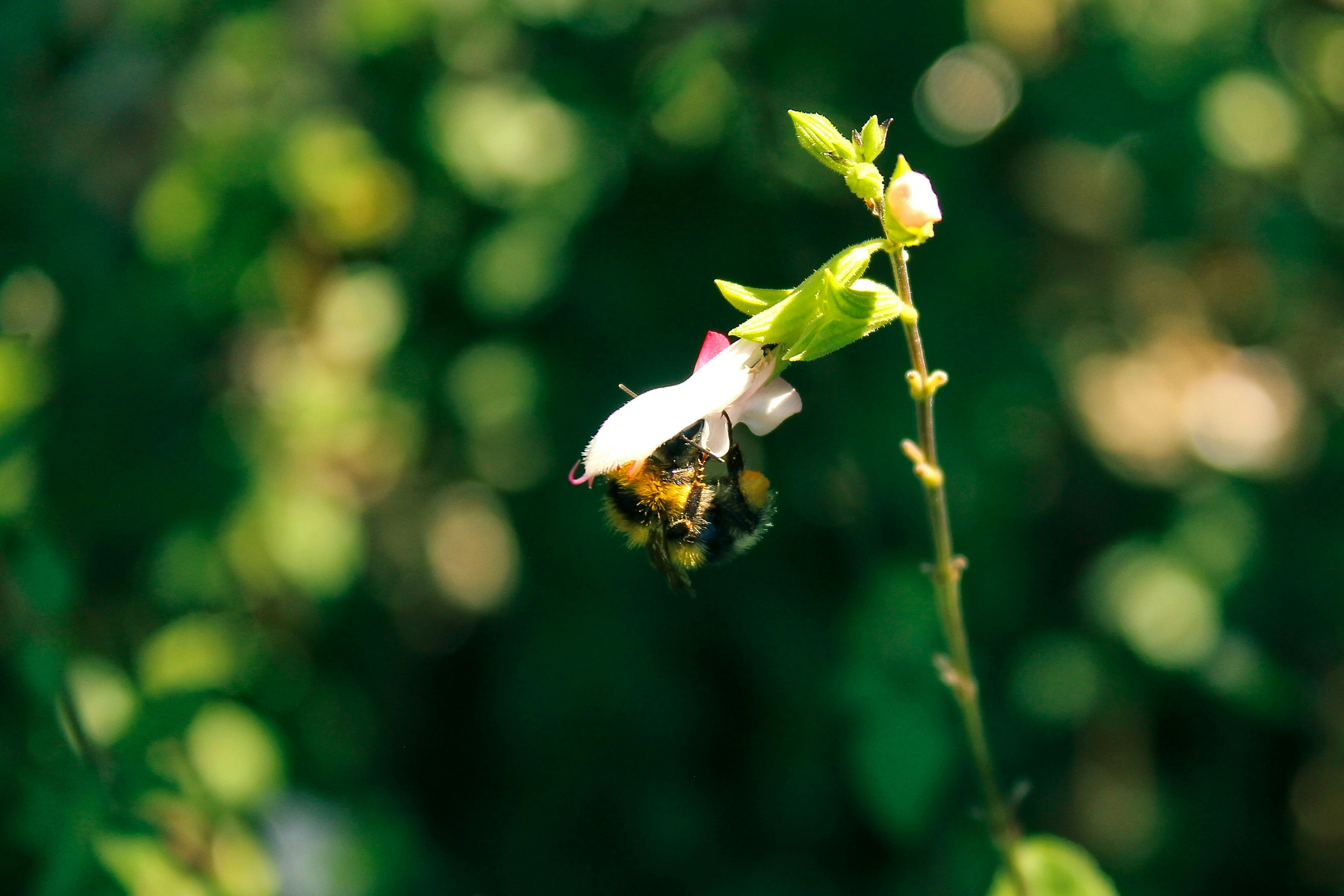 Photo by brunomiguel