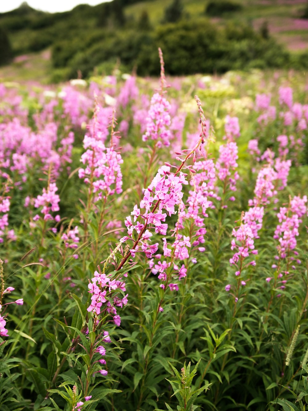 purple flowers in tilt shift lens