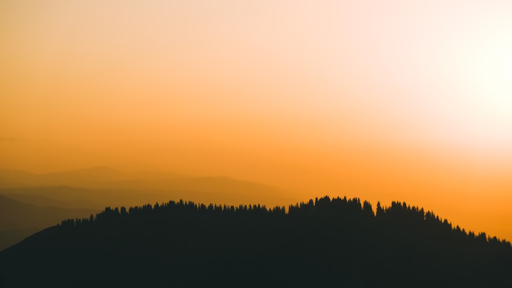 silhouette of trees during sunset